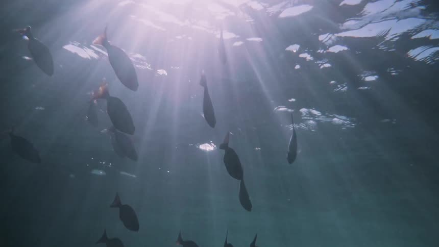 School of fish swim in the ocean