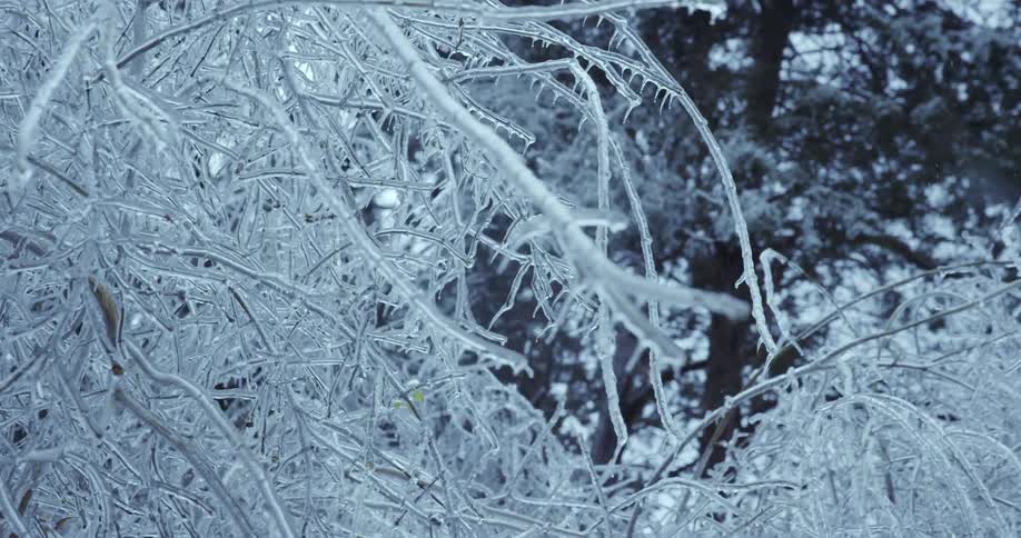 Close-up slow-motion pan across delicate tree branches encased in ice after a winter ice storm