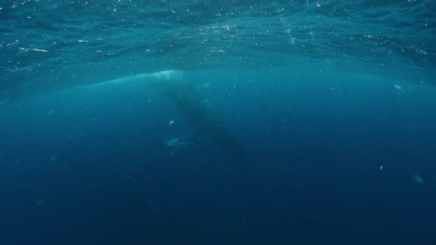 Majestic humpback whales swim peacefully near a snorkeler in the vast, deep blue ocean, seen from an underwater perspective