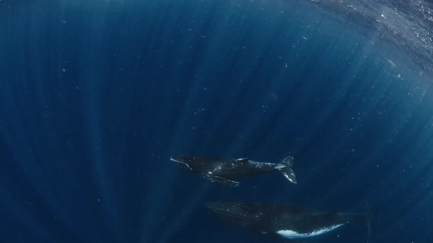 An incredible underwater shot shows a snorkeler watching a majestic humpback whale and her calf as they swim peacefully through sunlit ocean waters