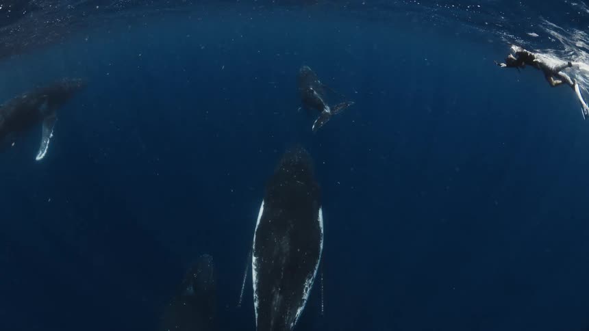 A freediver films a pod of majestic humpback whales, including a calf, swimming gracefully in the deep blue ocean