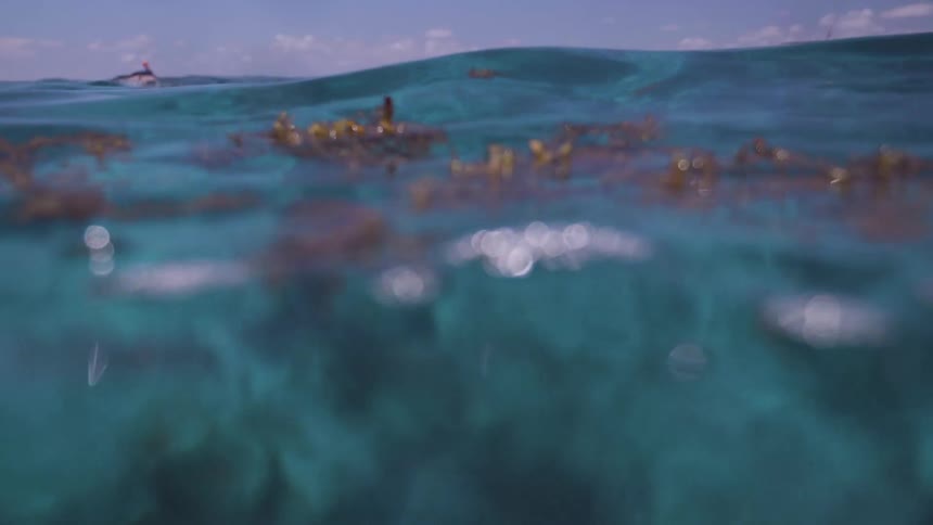 Eye level view of water waves with seaweed floating on top