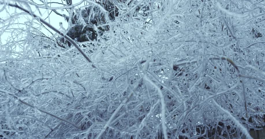 A slow push-in shot reveals the intricate and beautiful details of tree branches completely encased in a thick, heavy layer of ice after a winter storm