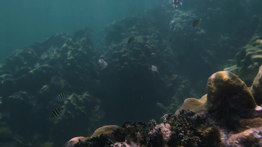 Fish are swimming around underwater