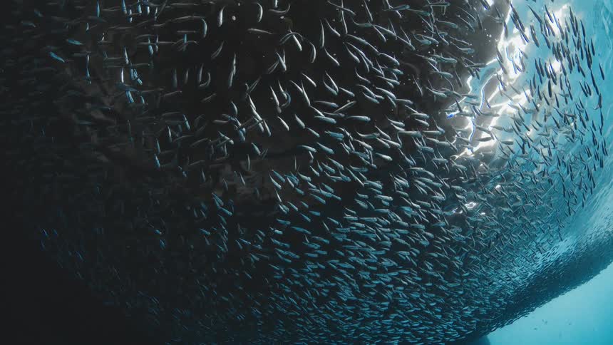 An upward-looking underwater shot captures a massive school of silverside fish swimming in unison below the shimmering ocean surface
