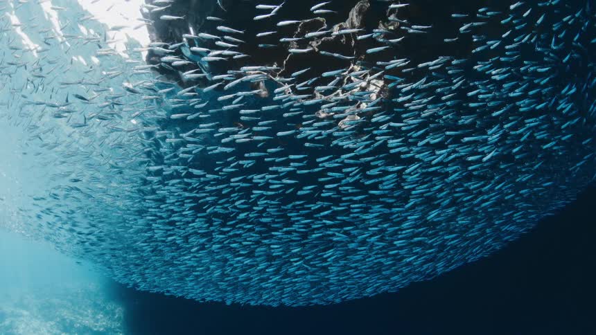 A mesmerizing underwater view from below shows a massive bait ball of tiny fish shimmering in the sunlit surface of the deep blue sea