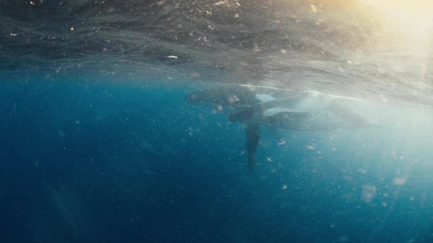 A serene underwater scene shows a mother humpback whale and her calf resting near the surface, illuminated by golden sunbeams piercing the deep blue ocean