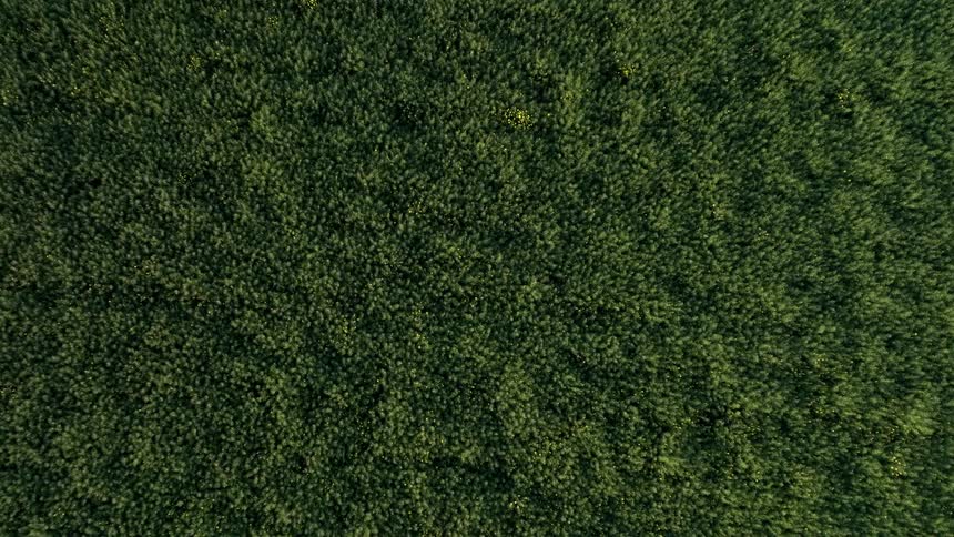 Top-down aerial view of a lush green crop field swaying gently in the breeze