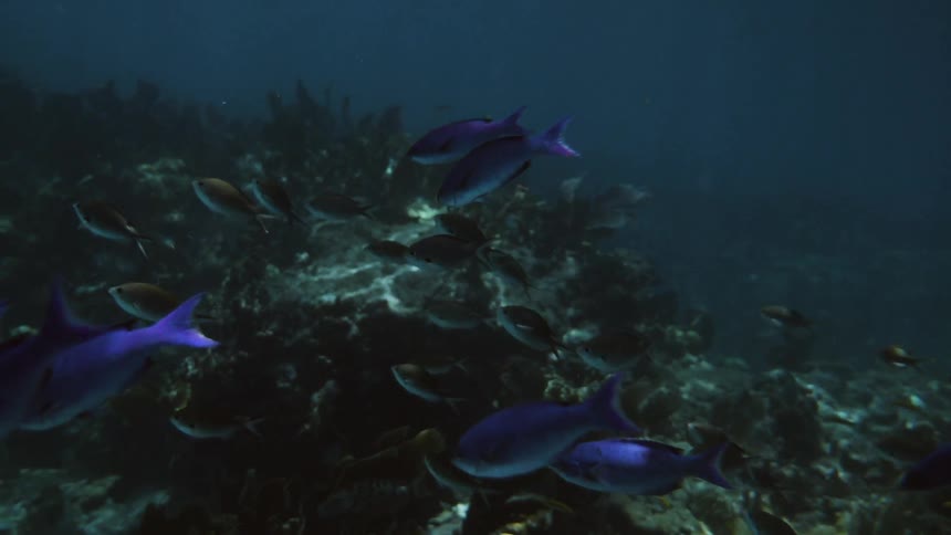 A group of fish are on the bottom of the dark waters