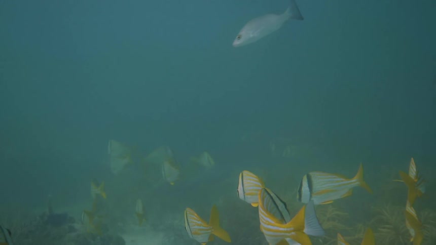 A school of fish swim in the foggy waters