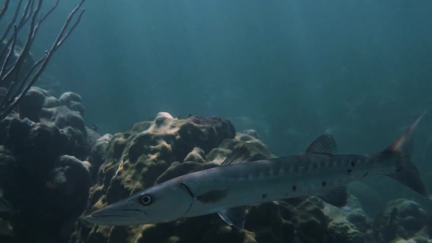 A long fish swims low in the water