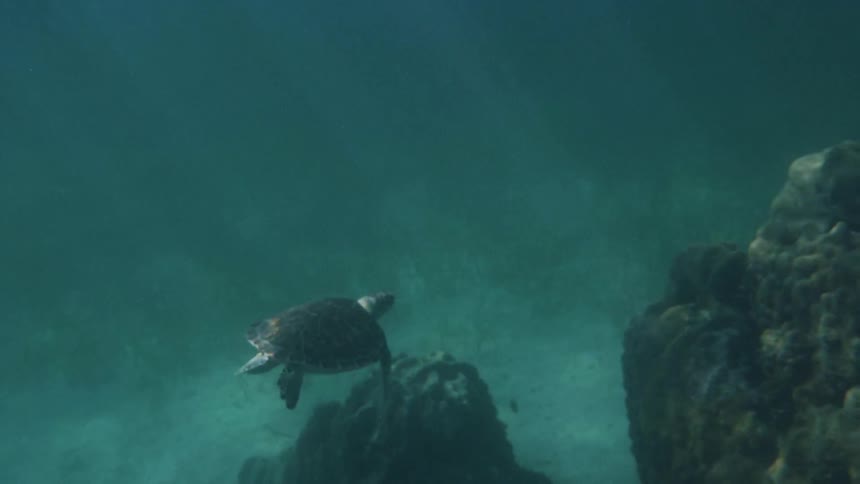Turtle swims near the ocean floor by large rocks