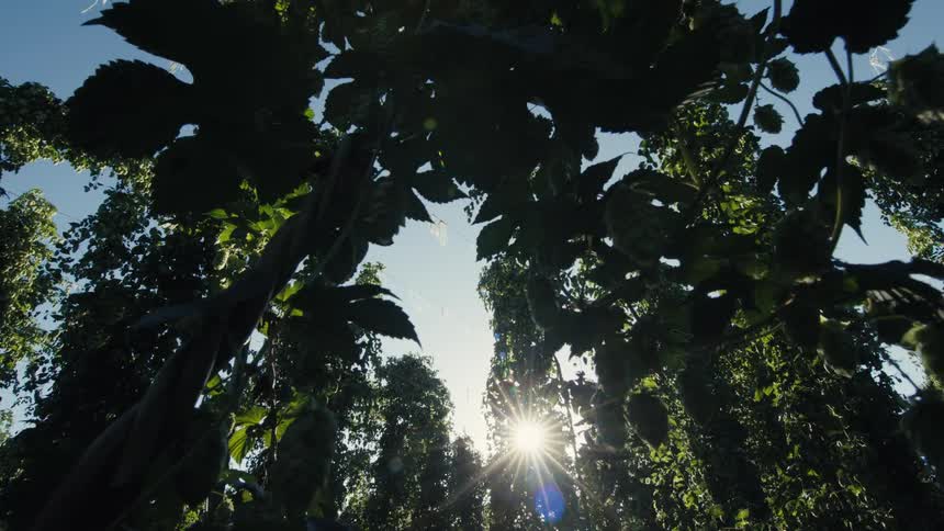 A low-angle view looking up through a field of tall hop vines with the sun flaring brightly against a blue sky
