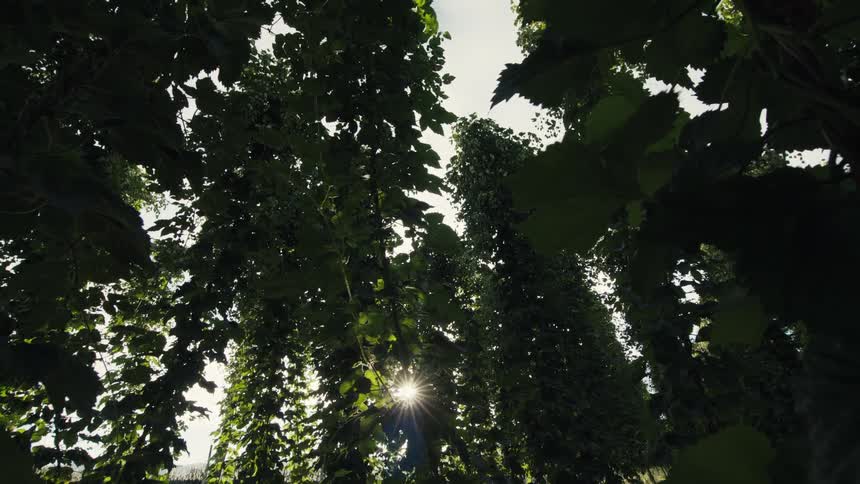 Low-angle view of a field of tall, lush hop plants with the sun flaring through the leaves