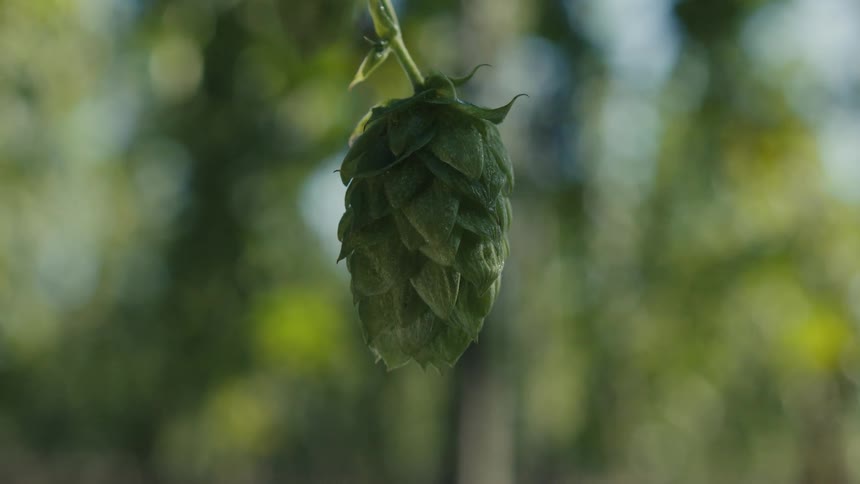 A slow-panning close-up shot focuses on a single green hop cone hanging from its vine in a sunlit garden