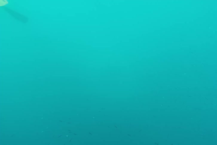 A serene underwater view captures a vast school of small fish swimming in the turquoise ocean as a snorkeler passes by