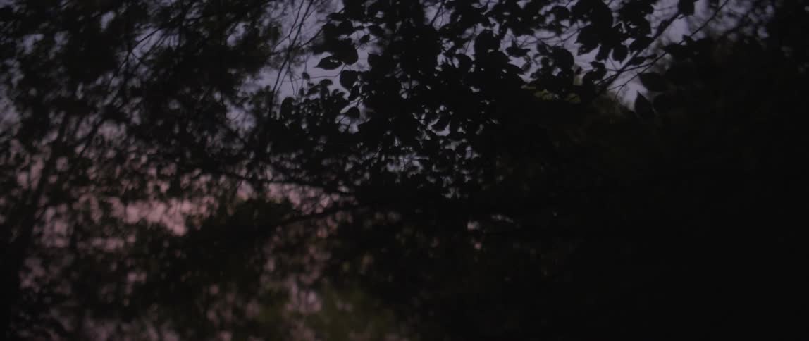 The trees of the forest cover most of the dawn sky