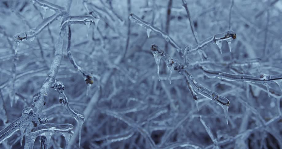 Close-up of tree branches and icicles completely encased in a thick layer of ice after a winter storm