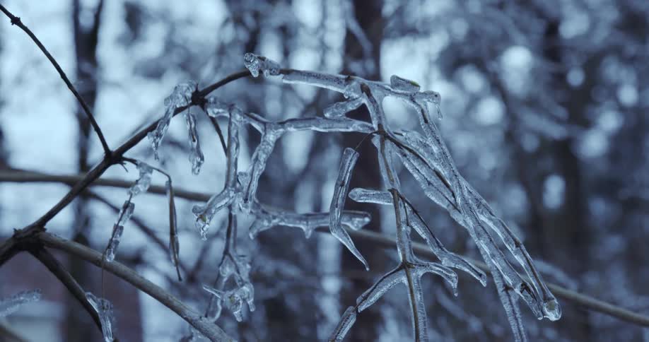 Close up of a delicate, dormant plant encased in a beautiful layer of clear ice in a winter forest