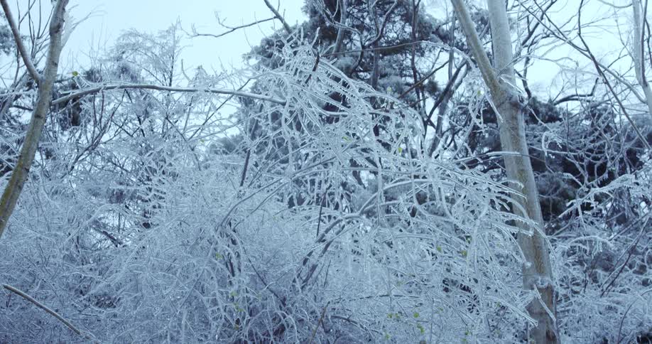 A slow pan across a forest reveals tree branches completely encased in a thick, clear layer of ice after a winter storm