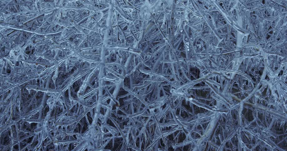 Intricate network of tree branches frozen and encapsulated in clear ice during a winter ice storm