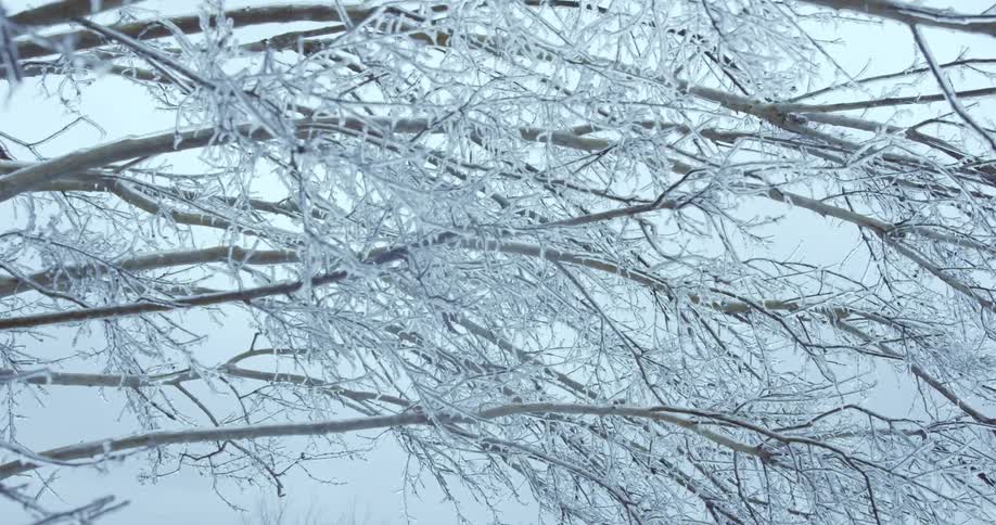 Close up of bare tree branches completely encased in a thick, clear layer of ice against an overcast winter sky