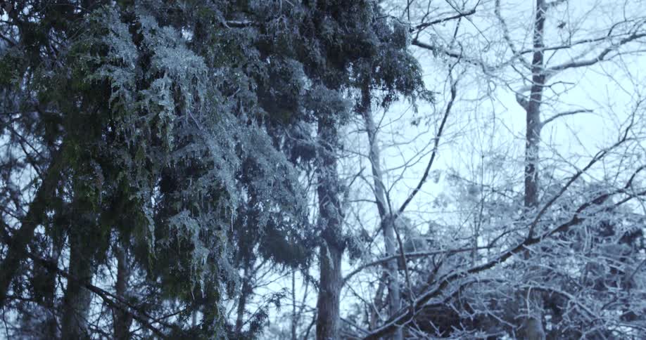 Heavy ice coats the branches of evergreen trees as a light snow falls in a winter forest