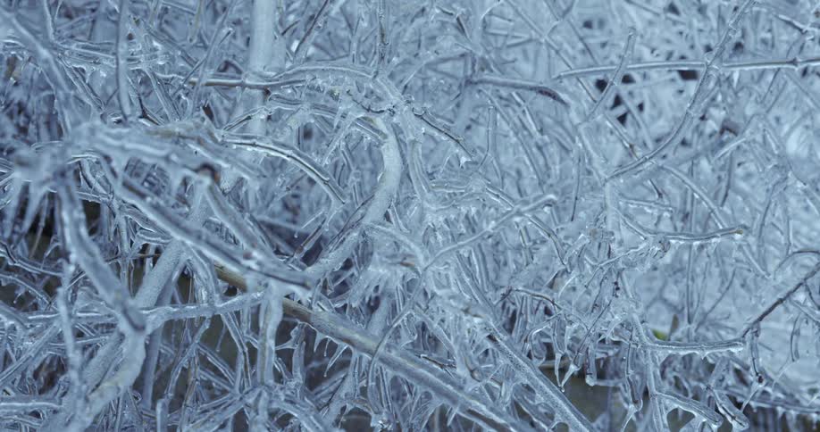Close up macro shot of tangled bush branches completely encased in a thick, clear layer of ice