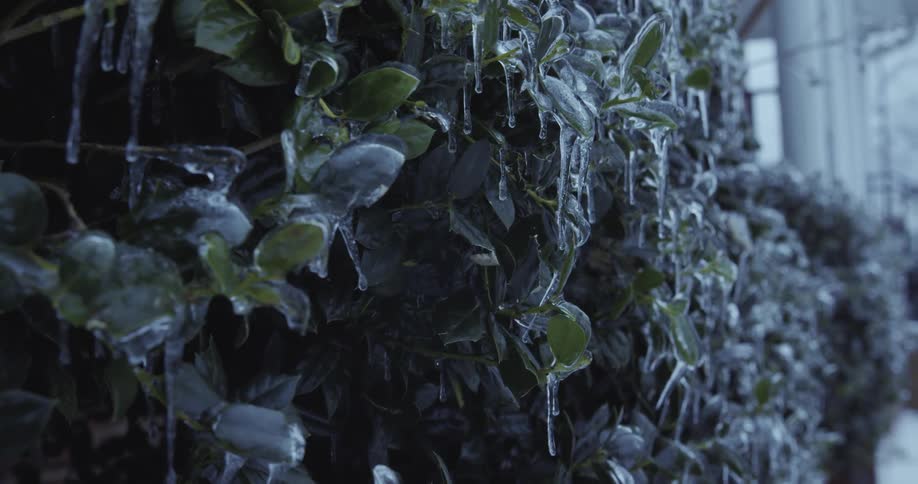 A slow pan reveals a dark green hedge completely encased in a shimmering layer of ice with icicles dripping from the leaves