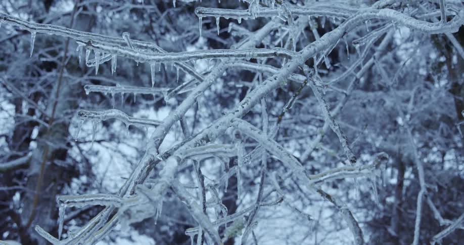 A detailed close-up of tree branches and icicles completely encased in a thick layer of ice within a serene, frozen forest
