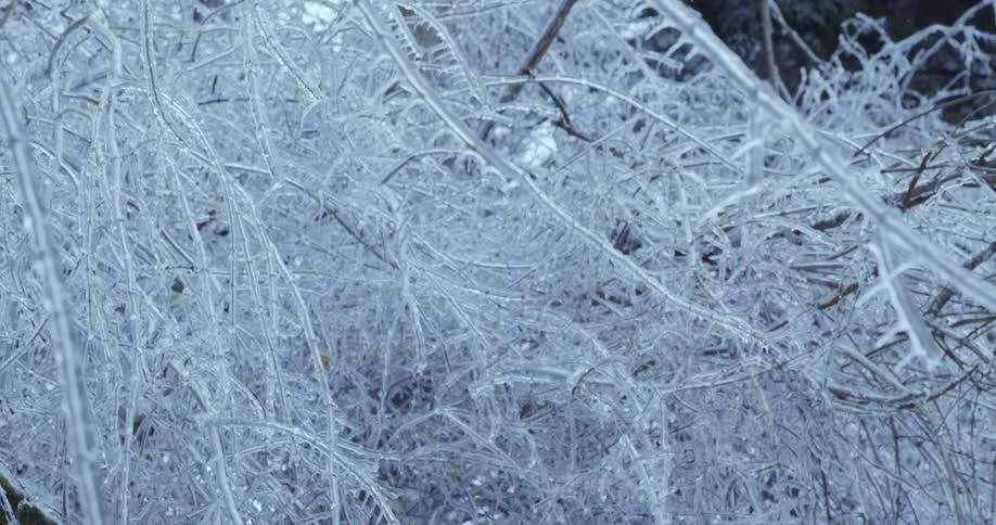 A close-up view of delicate tree branches completely encased in a thick, clear layer of ice after a winter storm