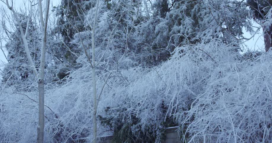 Ice-covered trees and bushes stand still in a cold, wintry scene as light snow falls