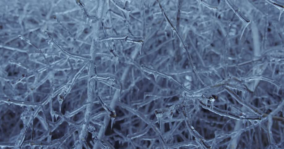 A slow zoom out reveals a tangled thicket of tree branches completely encased in a thick layer of ice and icicles after a winter storm