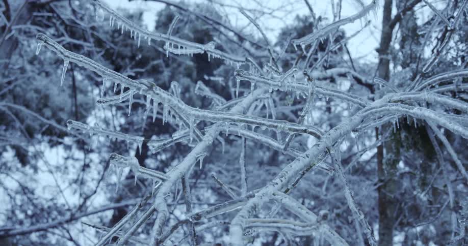A slow pan reveals intricate details of tree branches completely covered in a thick, clear layer of ice and icicles