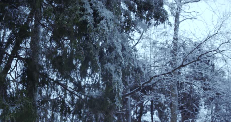 A slow zoom out reveals a frozen winter forest with ice-covered evergreen branches in the foreground
