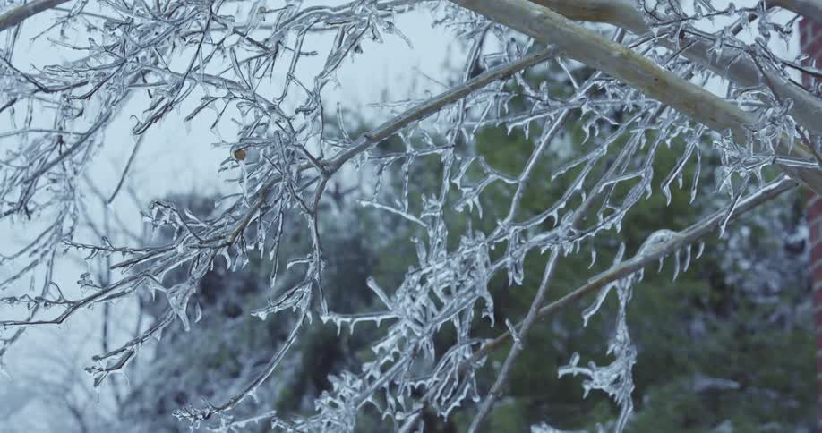 A close-up static shot shows tree branches completely encased in glistening ice after a winter storm