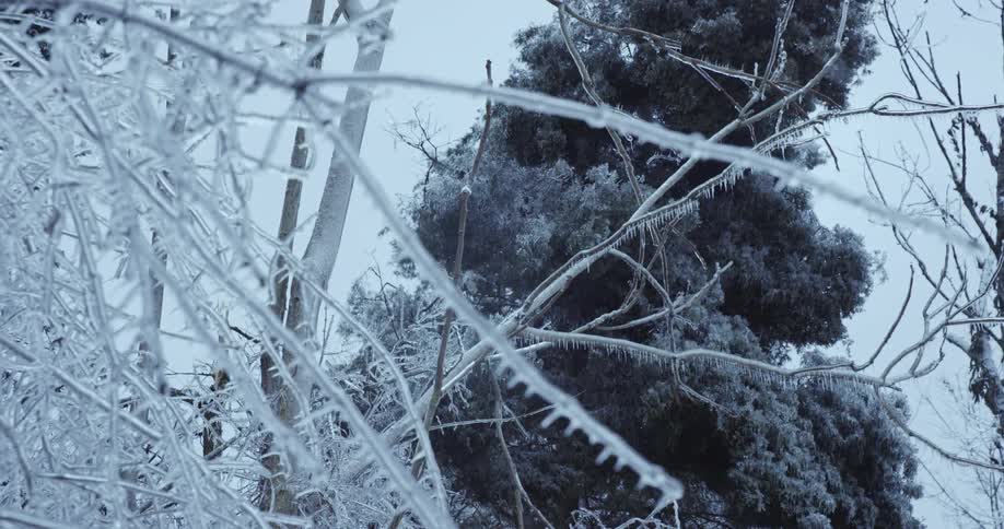Tree branches are encased in a thick, clear layer of ice with icicles hanging down after a severe winter storm