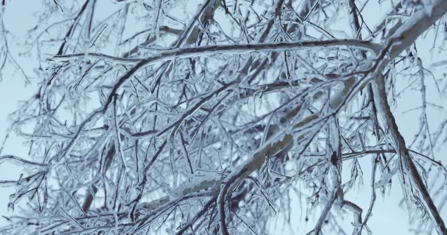 A slow pan reveals delicate tree branches completely encased in a thick layer of clear ice after a winter storm