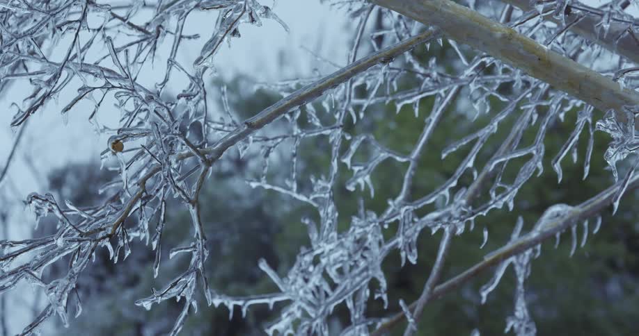 A detailed close-up shot shows delicate tree branches completely encased in a thick, clear layer of ice after a winter storm