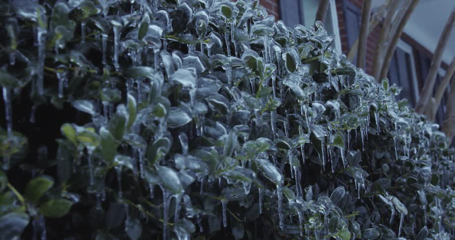 A close-up of a green bush with its leaves covered in a thick layer of ice and icicles during a winter storm