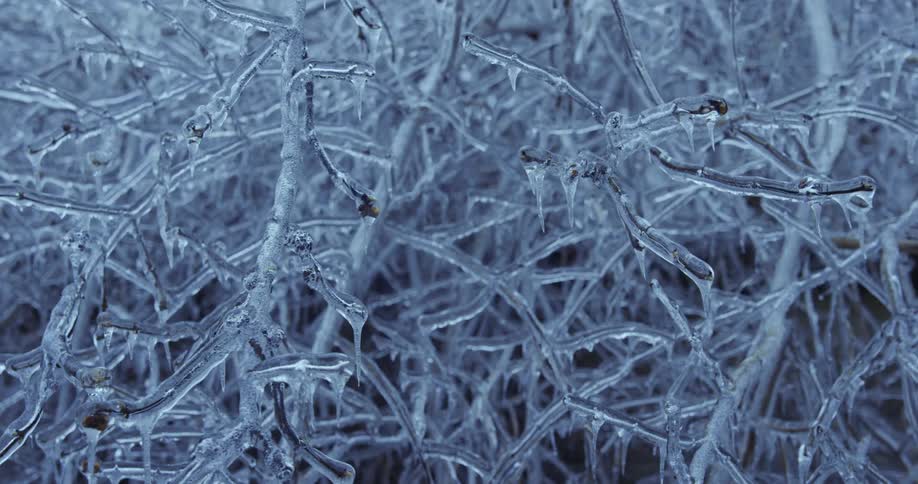 A tangled network of tree branches is completely coated in a thick, clear layer of ice with small icicles hanging down