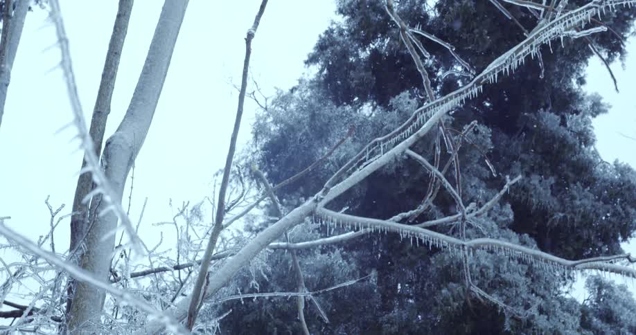 A low-angle close-up shot of tree branches covered in icicles and ice as snow gently falls during a winter storm