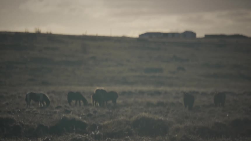 A herd of horses grazes peacefully in a vast field at dusk, with buildings visible in the hazy distance