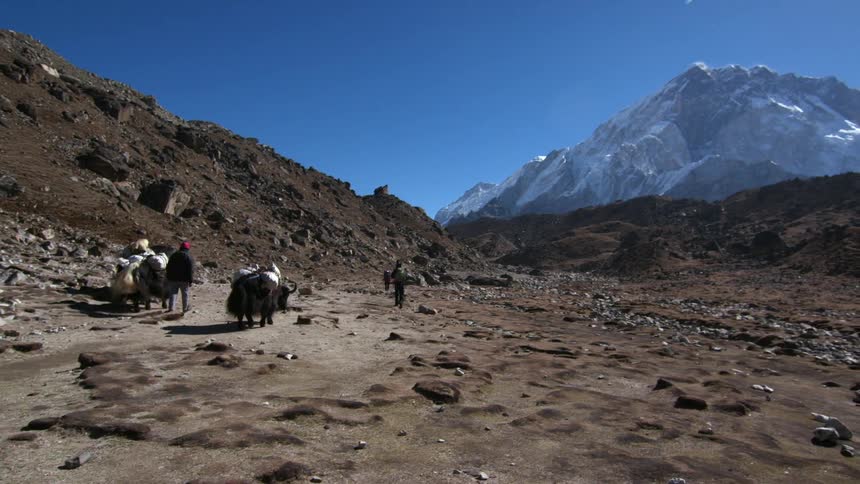 Yaks carry bundles on their backs in the mountains