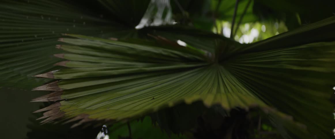 Close-up slow-motion detail of rain falling on a lush green fan palm leaf in the jungle