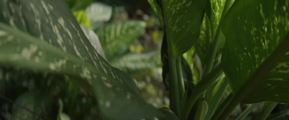 Lush green leaves of a variegated dumb cane plant create a tranquil, natural background