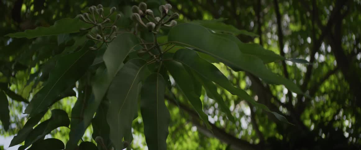 A close-up of a leafy green tree branch with unbloomed flower buds and a sun-dappled forest canopy in the background