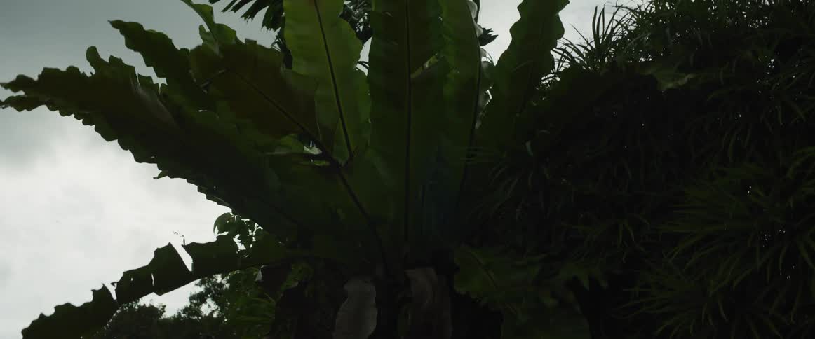 A low-angle view of a large, leafy bird's-nest fern in a dim, lush tropical jungle under an overcast sky