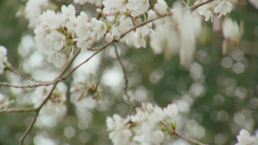 A close-up shot shows delicate white cherry blossoms swaying gently in the wind on a spring day with a soft focus background
