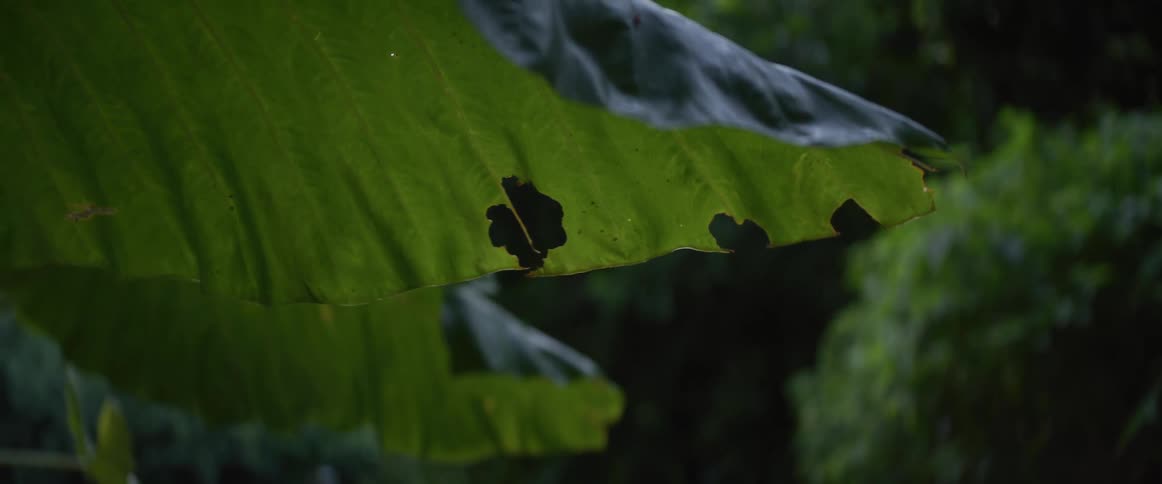 A close-up of a large, tattered green leaf with holes hanging in a lush, out-of-focus jungle environment during a light rain
